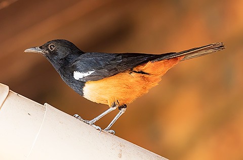 Mocking Cliff Chat